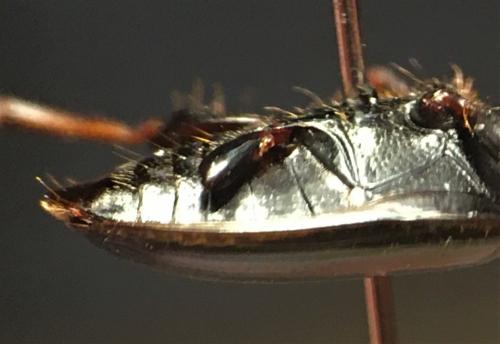 Réf. 271 207 : Harpalus distinguendus