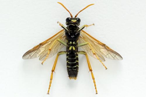 Réf. 272 063 : Tenthredo scrophulariae