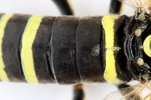 Réf. 272 065 : Tenthredo scrophulariae