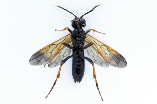 Réf. 272 474 : Tenthredo crassa