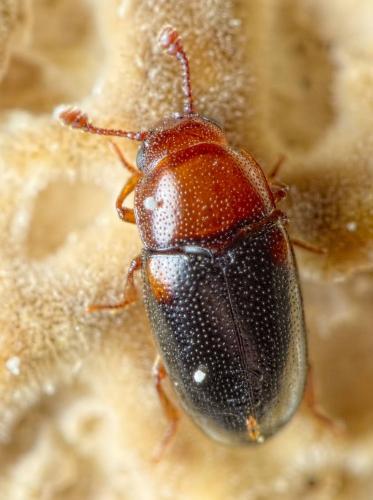 Réf. 274 070 : Dacne bipustulata