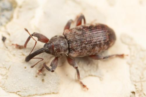 Réf. 274 632 : Dorytomus sp.