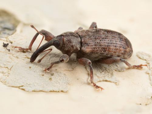 Réf. 274 633 : Dorytomus sp.