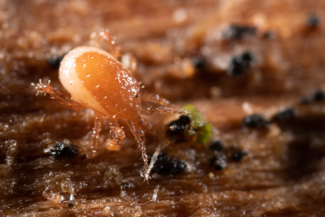 Jessica Joachim - Inconnu inconnu - réf. 274181 (1280 x 855 pixels, 202 ko)