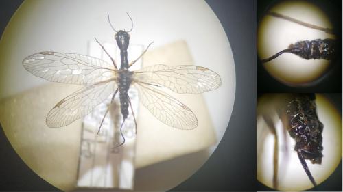 Réf. 275 409 : Phaeostigma notatum