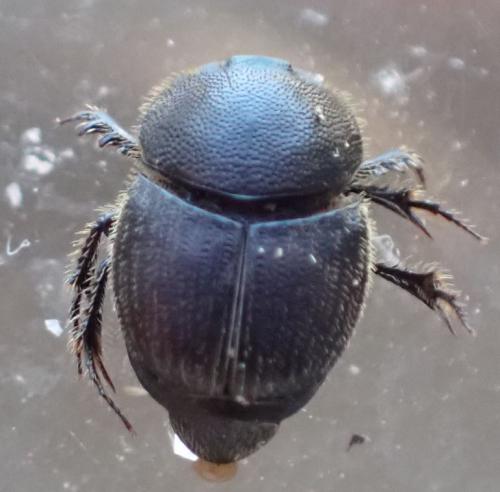 Réf. 275 645 : Onthophagus joannae