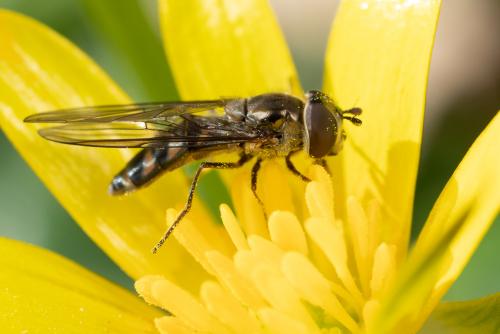Réf. 275 483 : Meliscaeva auricollis