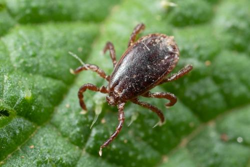 Réf. 275 492 : Haemaphysalis punctata