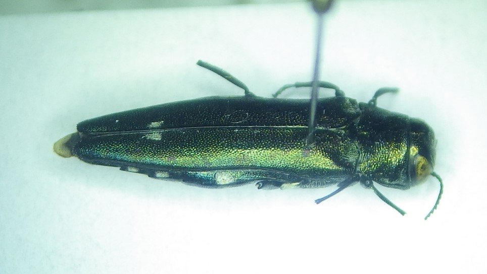 Francoz Philippe - Agrilus (Anambus) biguttatus - réf. 275315 (964 x 544 pixels, 153 ko)