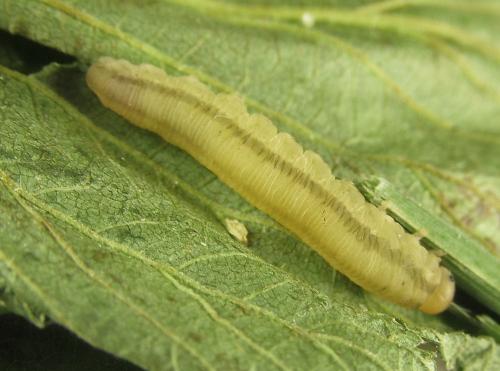 Réf. 279 586 : Eutomostethus gagathinus