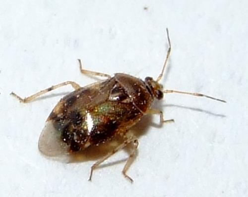 Réf. 28 574 : Deraeocoris lutescens