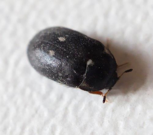 Réf. 280 404 : Attagenus pellio