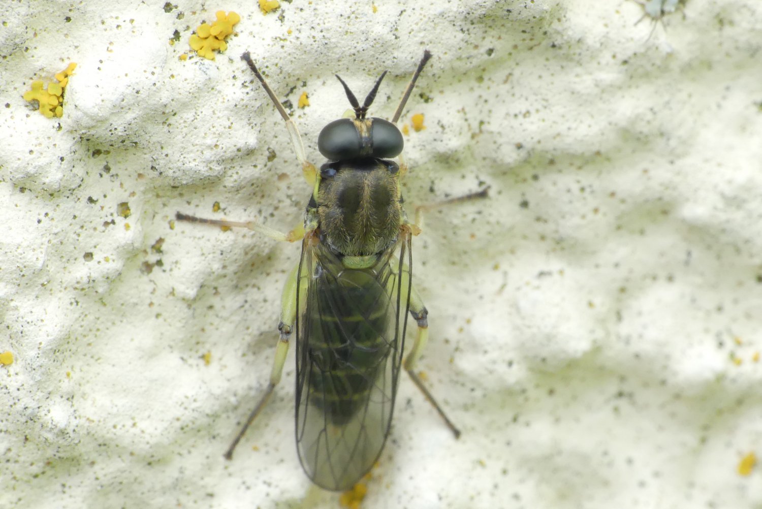 florent besson - Solva marginata - réf. 282378 (1500 x 1002 pixels, 202 ko)