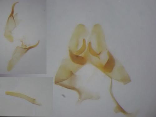 Réf. 283 941 : Triaxomera parasitella