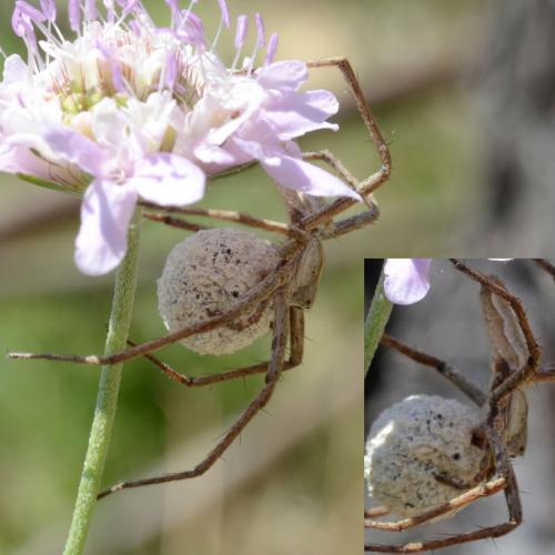 Réf. 284 040 : Pisaura mirabilis