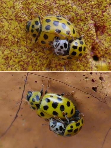 Psyllobora vigintiduopunctata