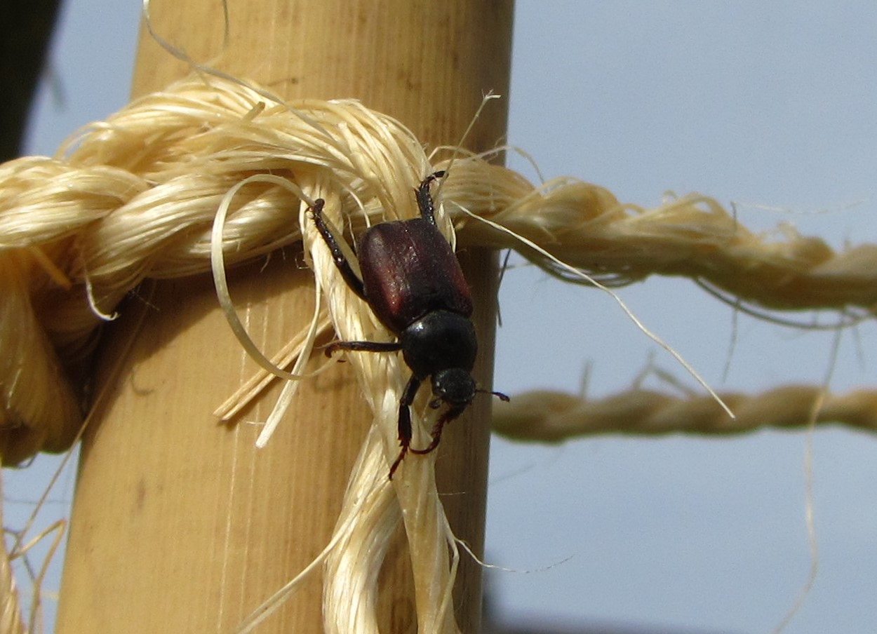 Lucie B - Hoplia (Decamera) philanthus - réf. 284266 (1250 x 904 pixels, 217 ko)