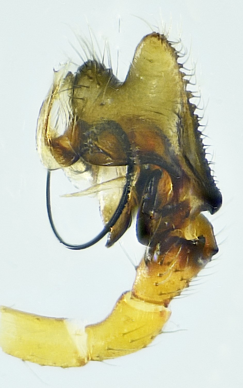 roy - Nematogmus sanguinolentus - réf. 284091 (942 x 1500 pixels, 204 ko)
