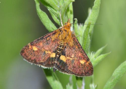 Pyrausta aurata