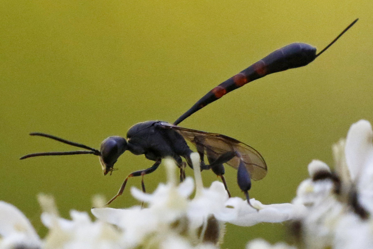 Bernard Mallet - Gasteruption assectator - réf. 285565 (1300 x 867 pixels, 216 ko)