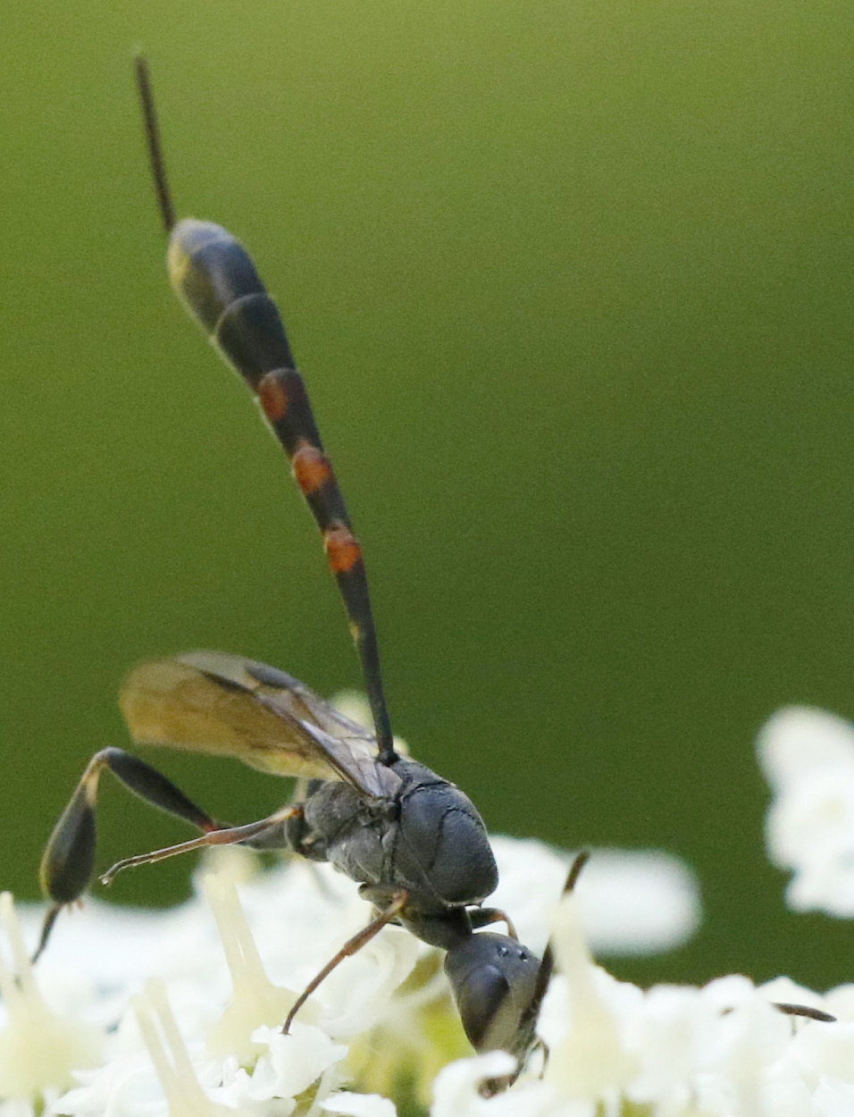 Bernard Mallet - Gasteruption assectator - réf. 285566 (956 x 1250 pixels, 216 ko)