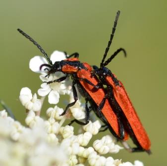 Patrick Zimmer - Lygistopterus sanguineus - réf. 286129 (337 x 336 pixels, 38 ko)