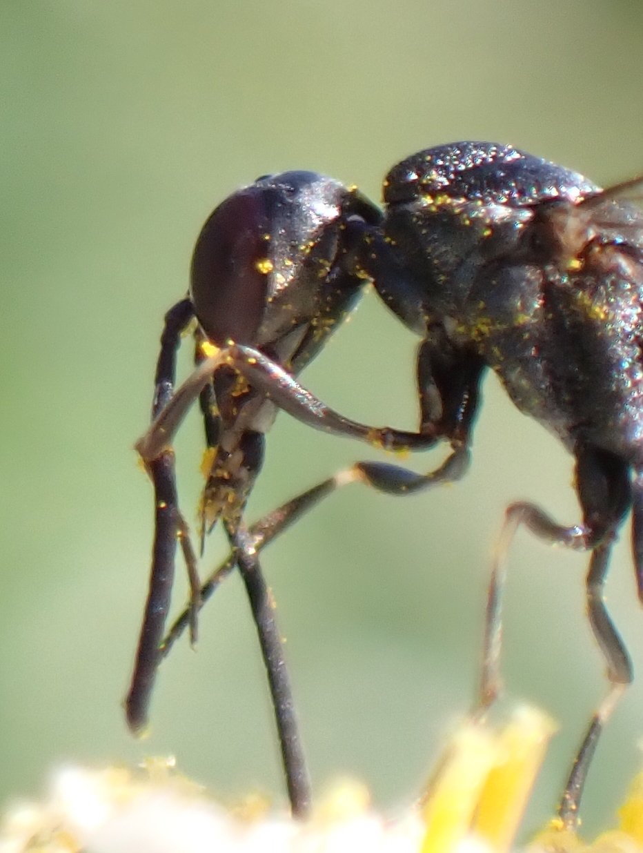 Catherine Reymonet-Smitten - Gasteruption jaculator - réf. 286614 (932 x 1236 pixels, 138 ko)