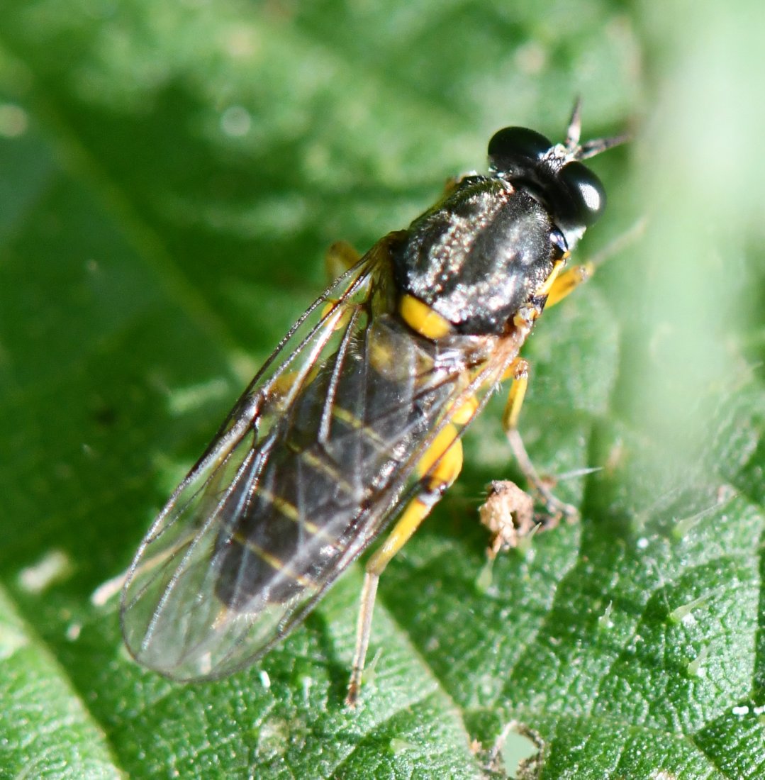 Jean-Michel GAREL - Solva marginata - réf. 286446 (1079 x 1100 pixels, 196 ko)