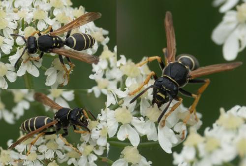 Polistes biglumis