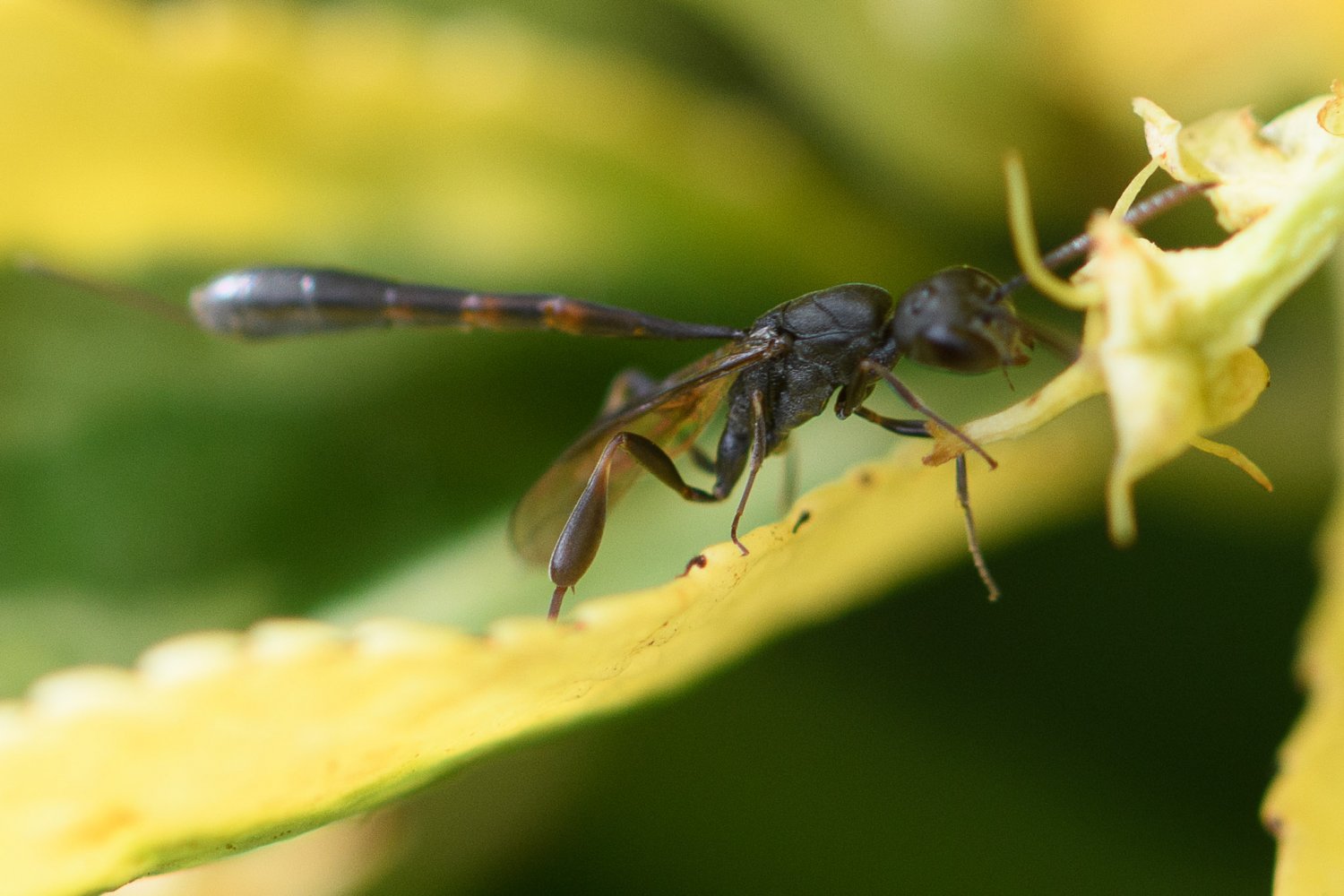 Didier Houbrechts - Gasteruption freyi - réf. 287119 (1500 x 1000 pixels, 172 ko)