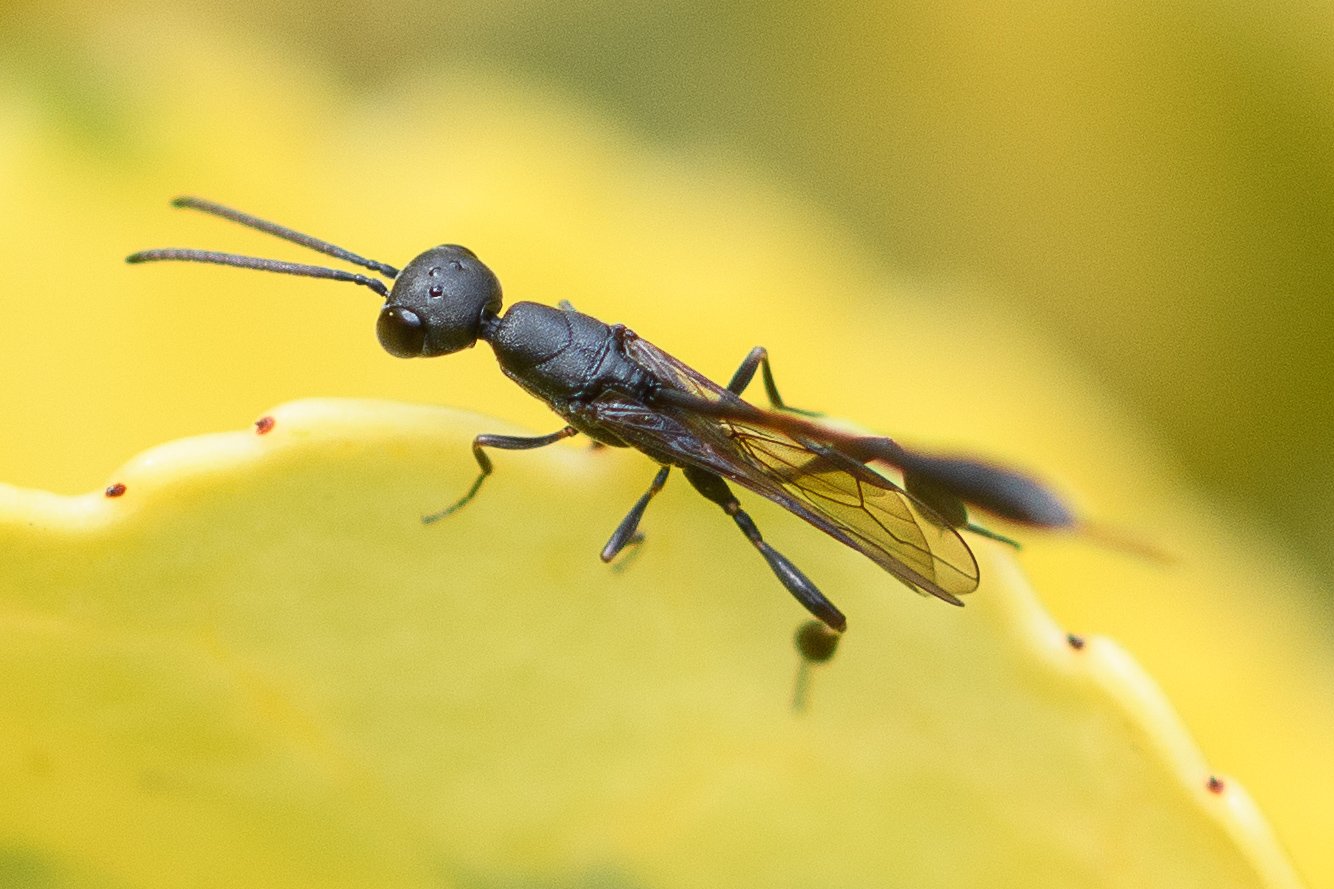 Didier Houbrechts - Gasteruption freyi - réf. 287095 (1334 x 889 pixels, 173 ko)