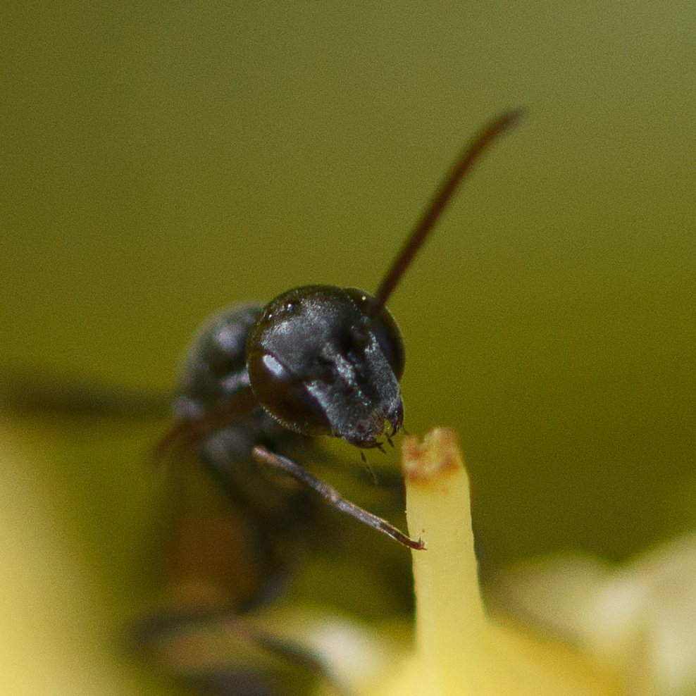 Didier Houbrechts - Gasteruption freyi - réf. 287097 (988 x 988 pixels, 163 ko)