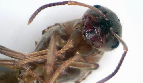 Réf. 288 797 : Lasius sp.