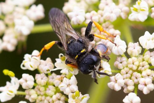 Réf. 288 856 : Crabro cribrarius