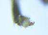 288454 – Photo : Alexander Boldyrev – Russie