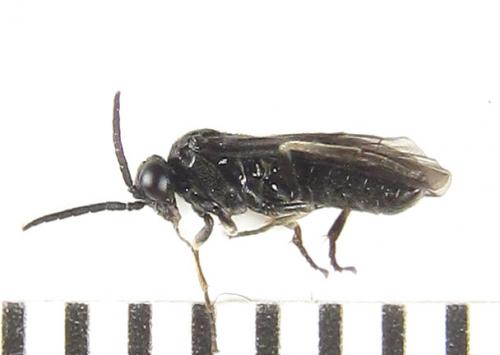 Réf. 289 702 : Birka cinereipes