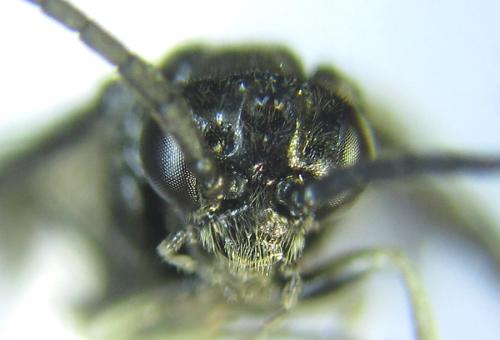 Réf. 289 707 : Birka cinereipes
