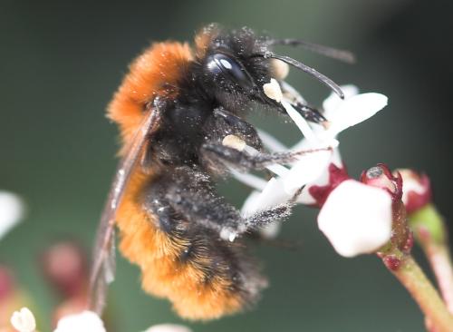 Réf. 29 854 : Andrena fulva