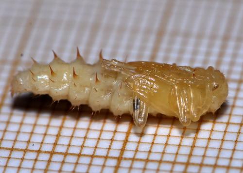 Réf. 29 461 : Pyrochroa sp.