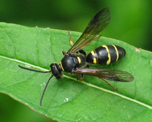 Réf. 29 044 : Argogorytes mystaceus