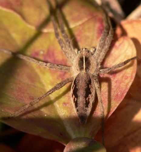 Réf. 29 066 : Pisaura mirabilis