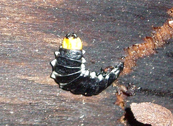 Blanc Mickael - Lygistopterus sanguineus - réf. 29623 (561 x 409 pixels, 106 ko)