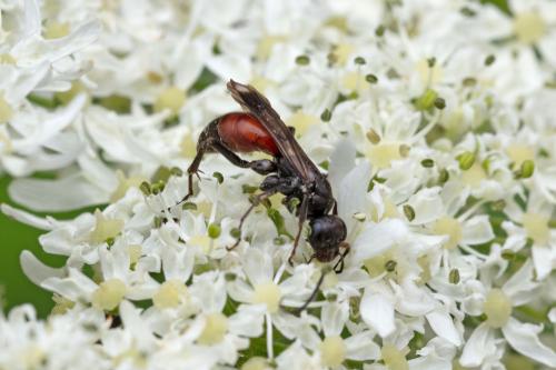 Réf. 290 816 : Priocnemis sp.