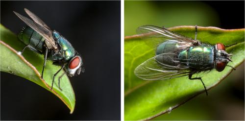 Réf. 290 420 : Lucilia sericata
