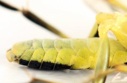 Tenthredo temula