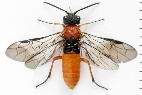 Réf. 292 481 : Dolerus aericeps