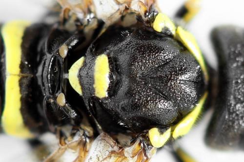 Réf. 292 584 : Tenthredo scrophulariae