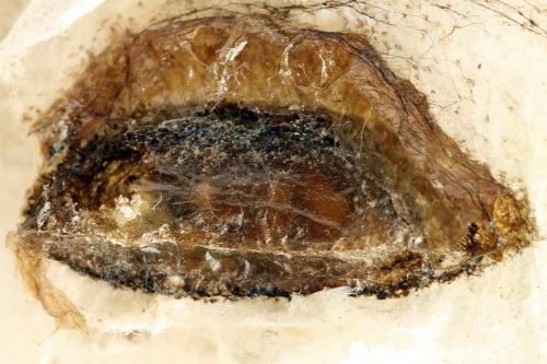 Priophorus grandis