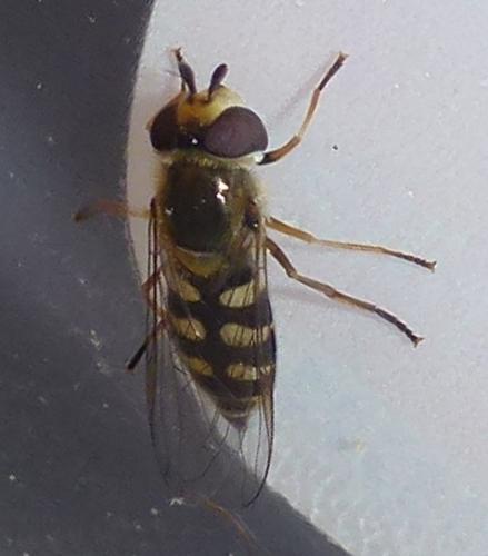 Réf. 293 405 : Eupeodes corollae