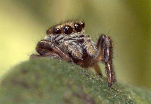 Réf. 293 566 : Evarcha arcuata